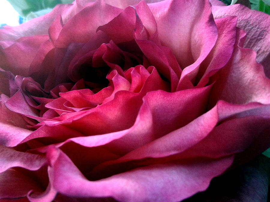 Pink Lavender Rose Photograph by Michael Hoard