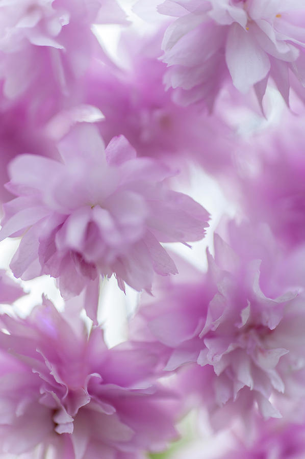Pink Lightness Of Sakura Bloom Photograph