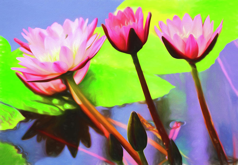 Japan Photograph - Pink Lillies by Dennis Cox Photo Explorer