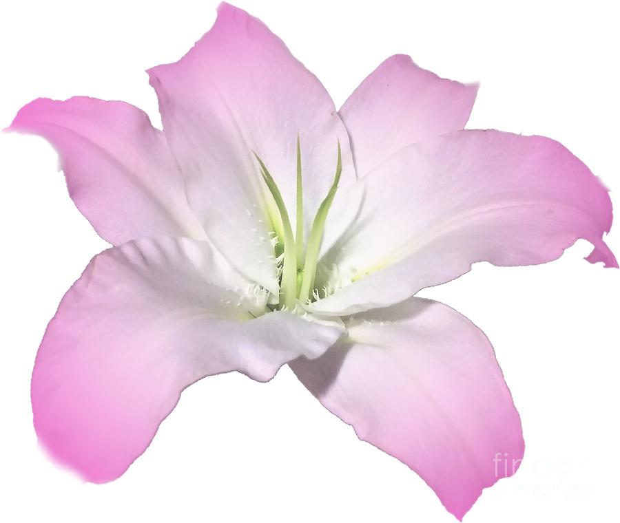 Pink Lily Flower Photograph Best for Shirts Photograph by Delynn Addams