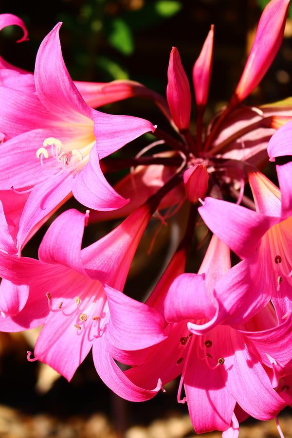 Pink Lily Flowers Portrait Photograph by Loretta S