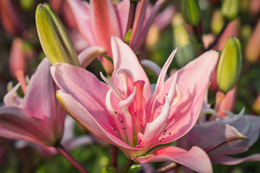 Pink Lily - Georgeson Botanical Garden Photograph by Cathy Mahnke