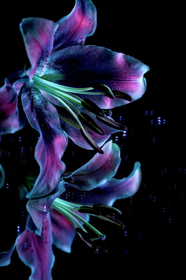 Pink Lily in Ultraviolet Light Reflected Photograph by Brett Zimmerman