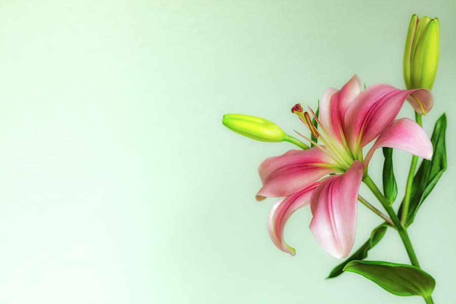 Pink Lily Photograph by Jade Moon
