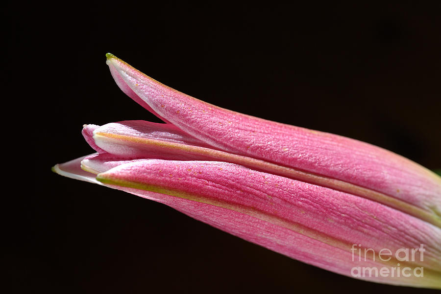 Pink lily of winter Photograph by Joy Watson