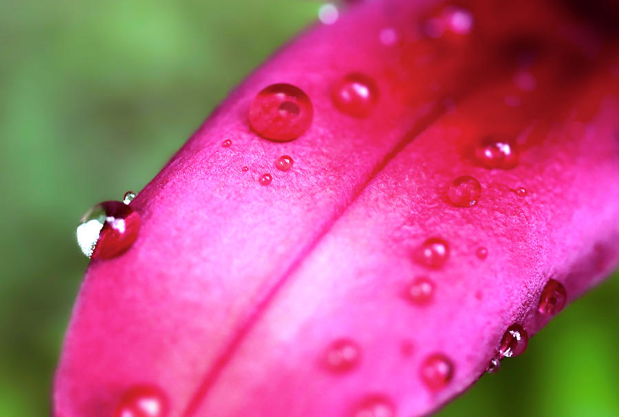 Pink Lily Petal And Droplets Macro Photo  Photograph by Johanna Hurmerinta