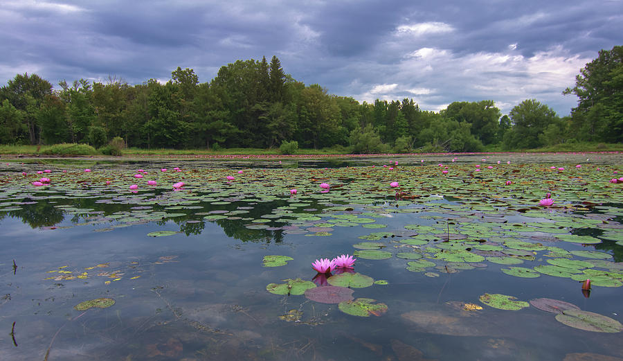 Pink Lily Pond Photograph by Deborah Ritch
