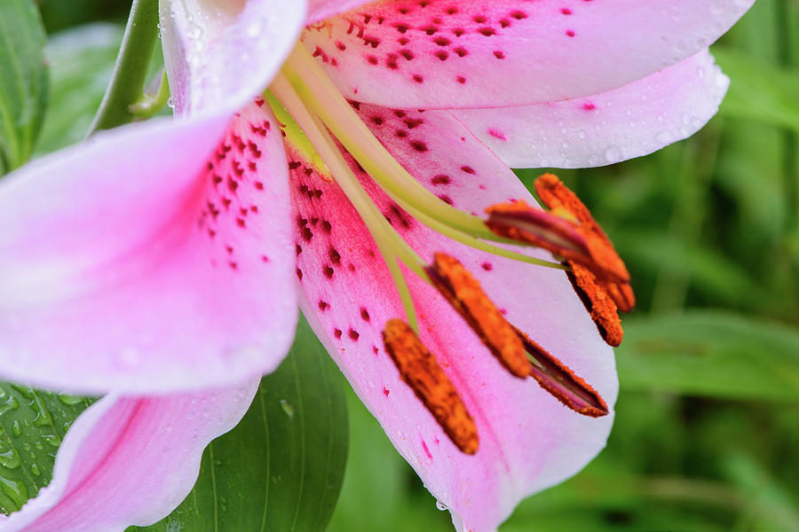 Pink Lily Photograph