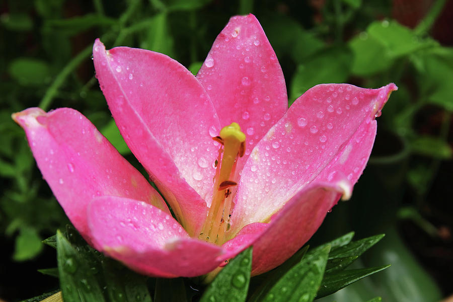Pink Lily With Raindrops Photograph by Jeff Townsend