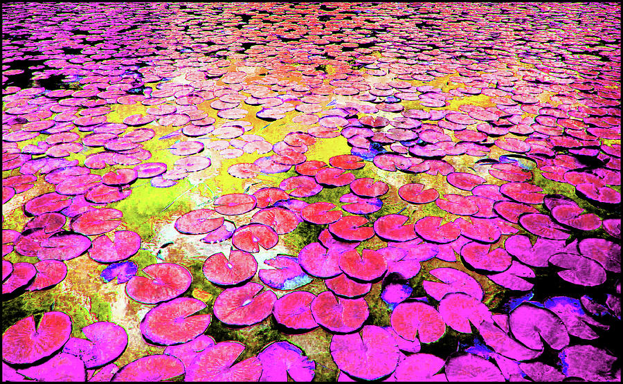 Nature Mixed Media - Pink Lilys by Sean Dorazio