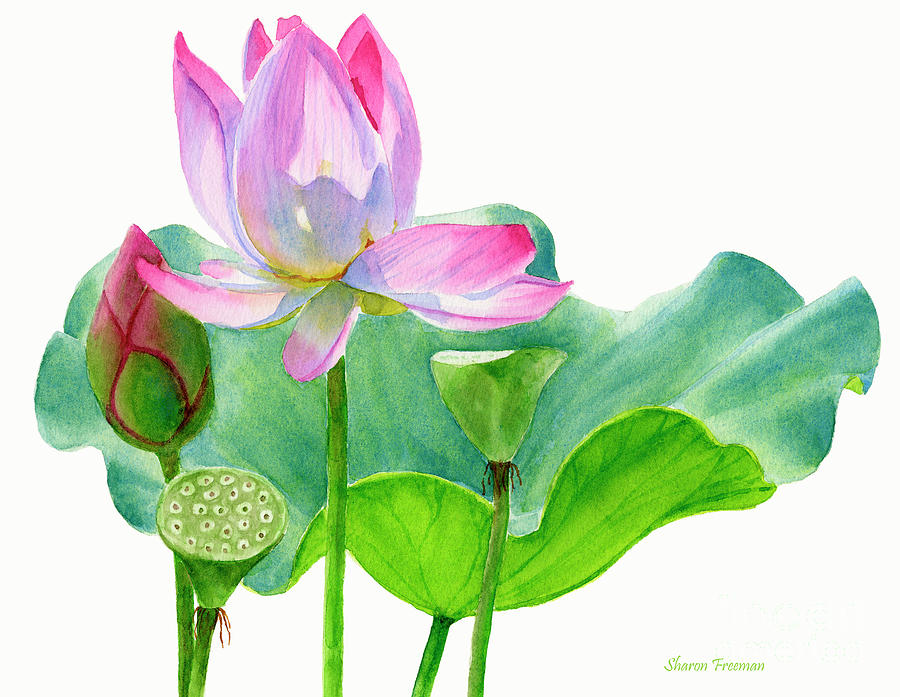 Flower Painting - Pink Lotus Blossom with Pad and Bud by Sharon Freeman
