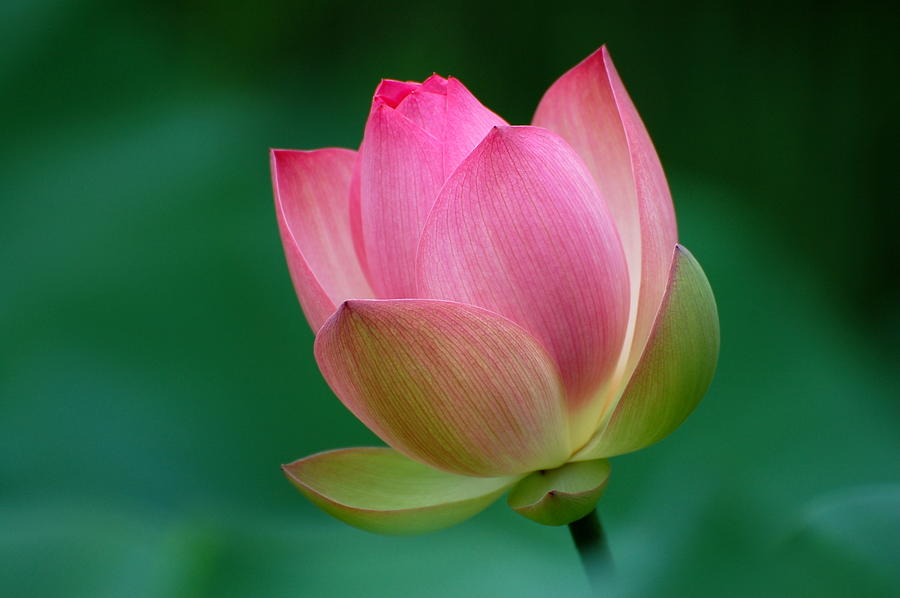 Pink Lotus Flower Photograph by David Gunter - Jackson Tn