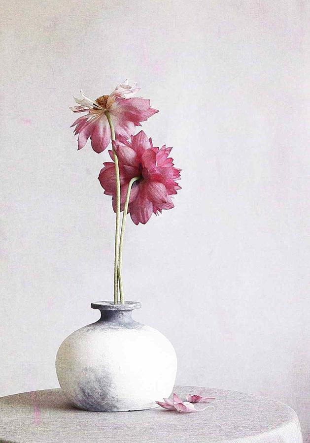Flower Photograph - Pink Lotus Flower by Fangping Zhou