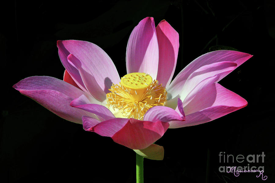 Pink Lotus Flower Photograph by Mariarosa Rockefeller