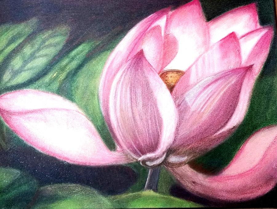 Pink lotus Drawing by Jodi Mahaffey - Fine Art America