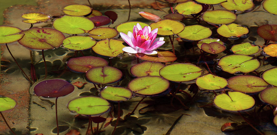 Pink Lotus Or Water Lily With Lily Pads Photograph by Beauty Lies In The Eyes Of The Beholder