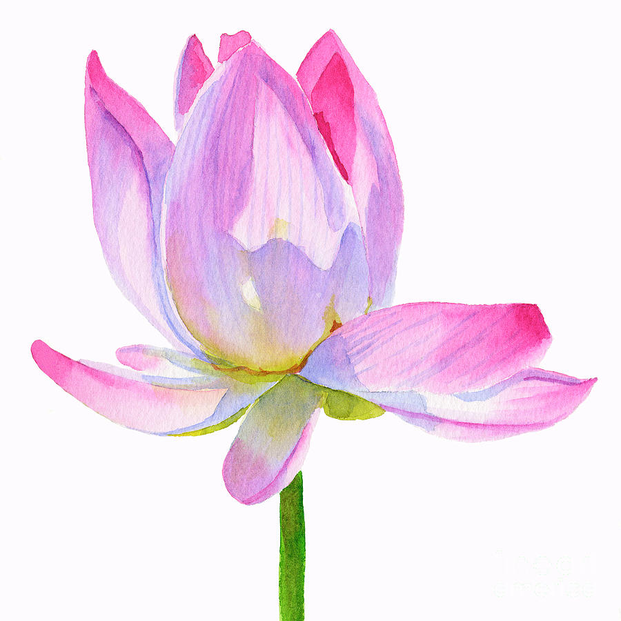 Lily Painting - Pink Lotus Square Design by Sharon Freeman