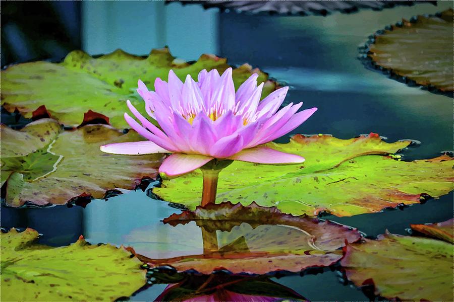 Pink Lotus Photograph by Susan Rydberg