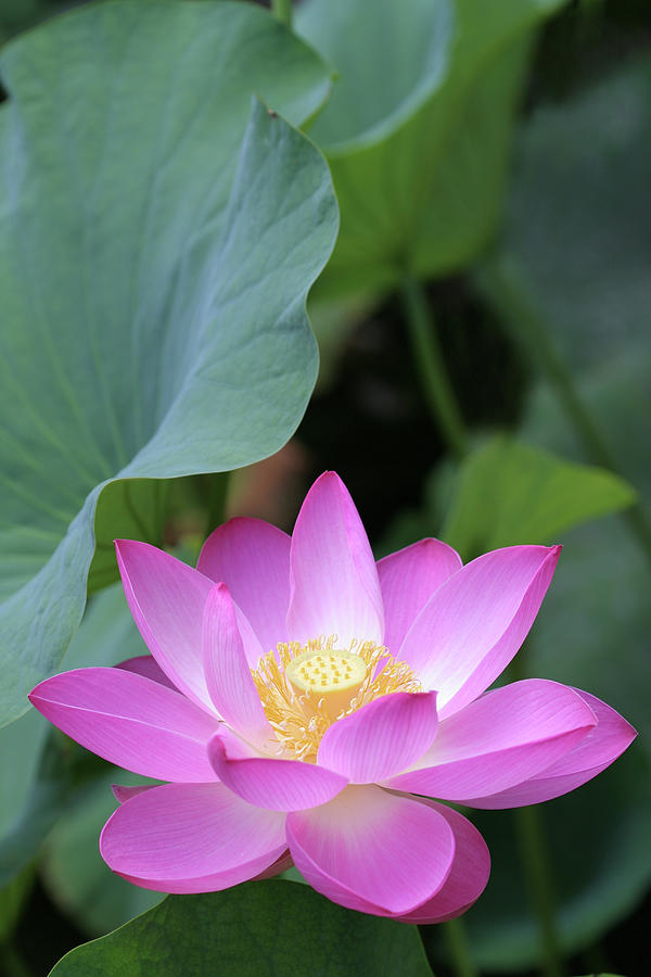 Nature Photograph - Pink Lotus Under Green Leaves by Narcisa