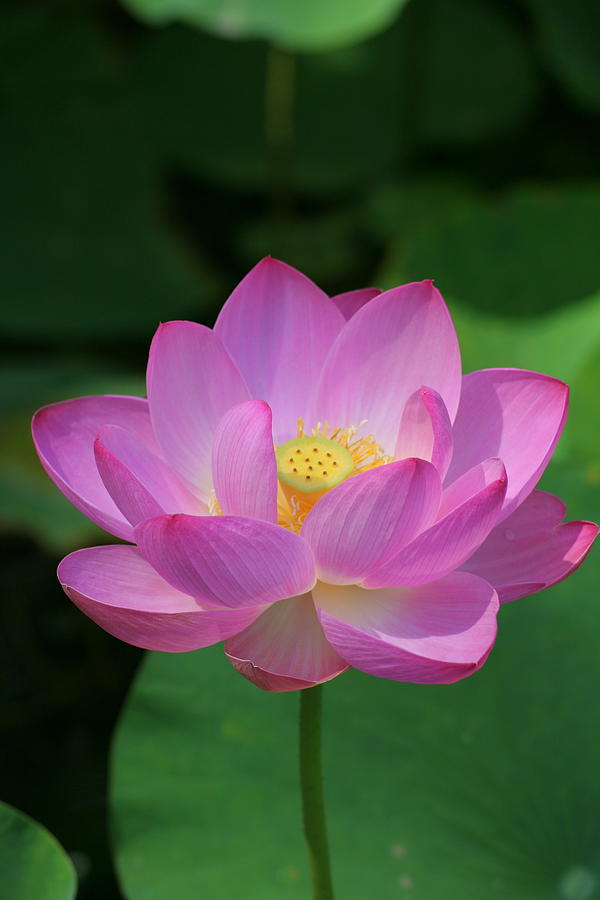 Pink Lotus - Vertical Composition by Narcisa