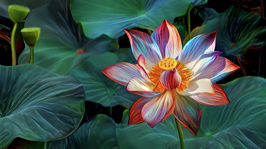 wallpaper of lotus flower