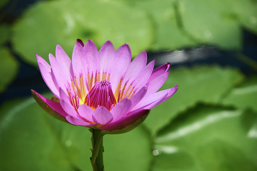 Pink Photograph - Pink lotus water flower by Lukas Kerbs Pink Photograph - Pink lotus water flower by Lukas Kerbs