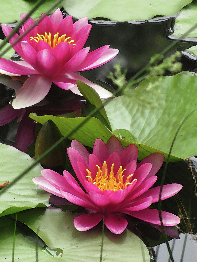 Pink Loveliness in a Waterlily Photograph by Kathy Clark