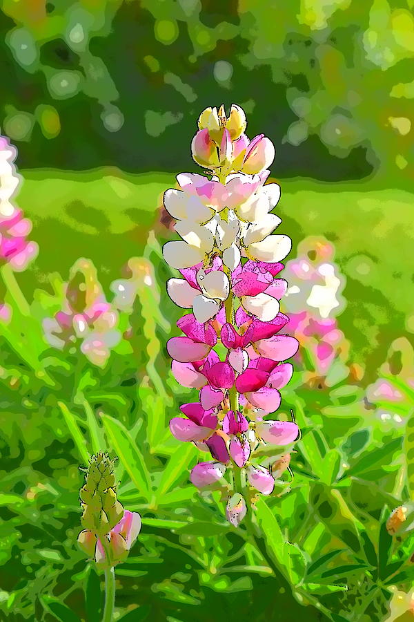 Pink Lupine - Straight from the Camera Photograph by Cathy Mahnke