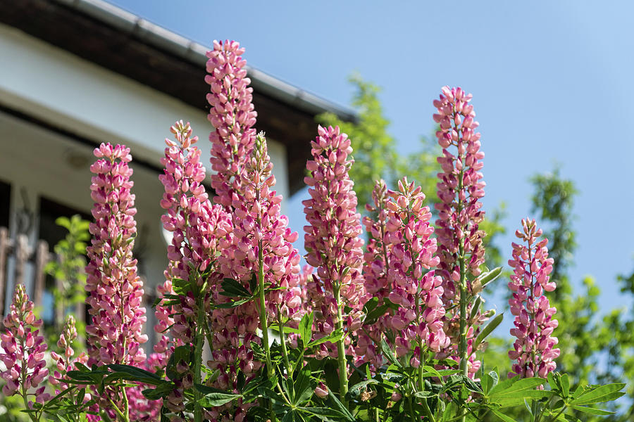 Pink Lupines -  A Gift From My Mother Garden  Photograph by Georgia Mizuleva