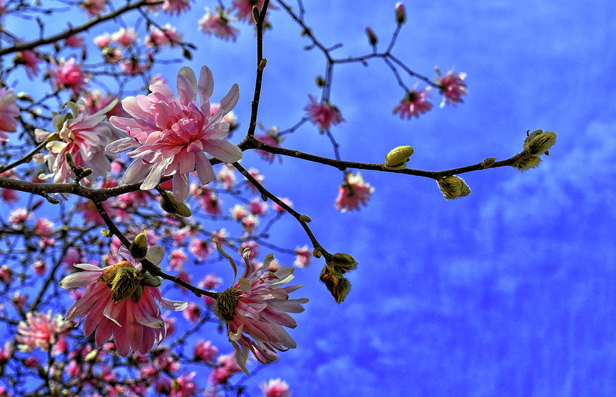 Pink Magnolia And Blue Sky Photograph
