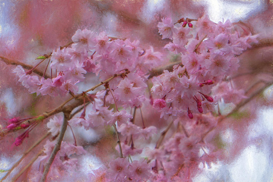 Pink Magnolia Blooming by Jason Fink Pink Magnolia Blooming by Jason Fink