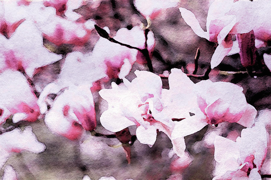 Pink Magnolia in Watercolor Mixed Media by Susan Maxwell Schmidt