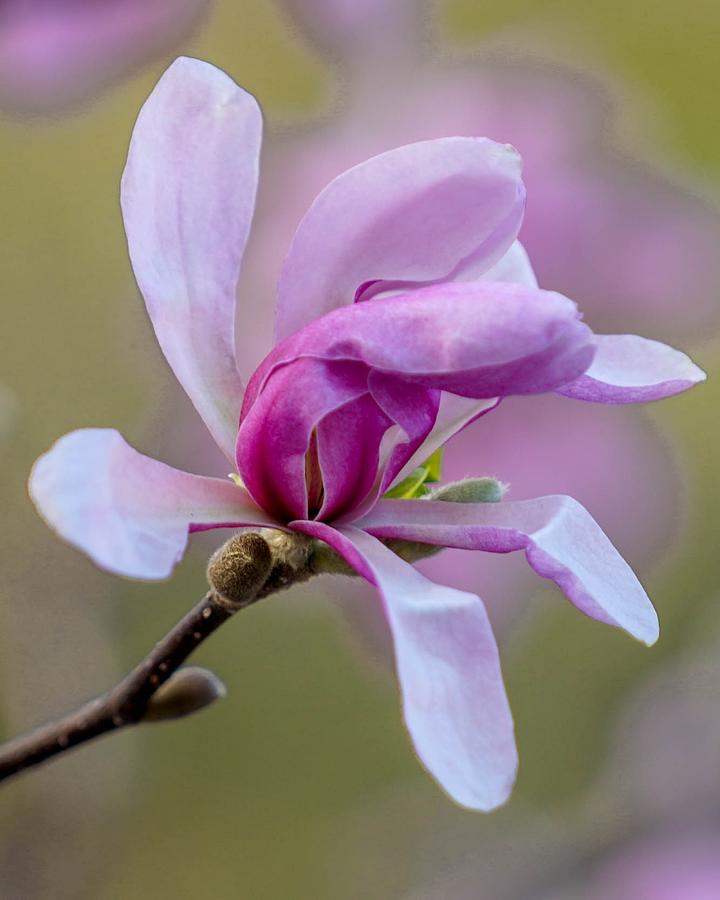 Pink Magnolia Photograph by Susan Rydberg