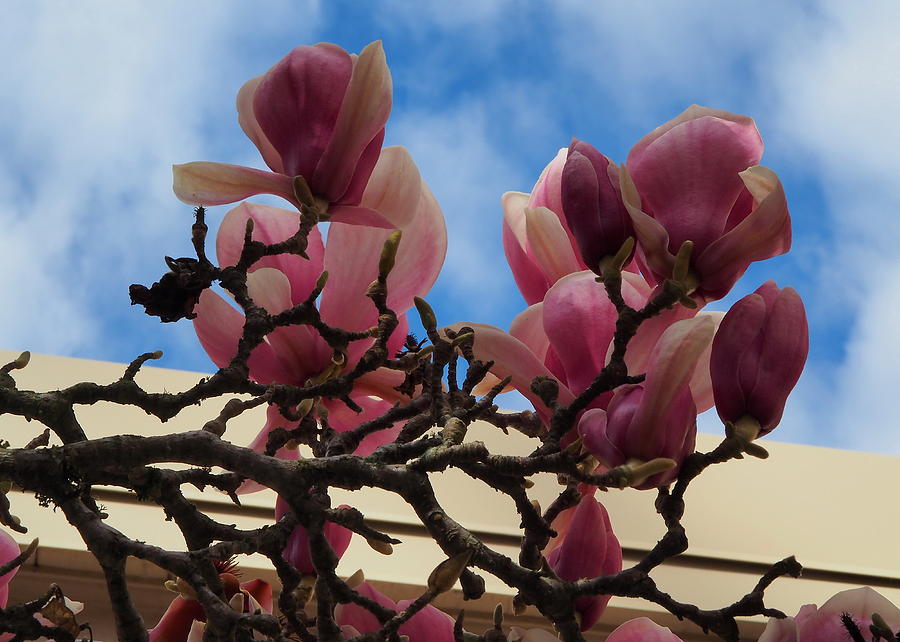 Pink Magnolia Tree Photograph