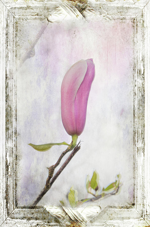 Magnolia Bloom Photograph by Marilyn Wilson