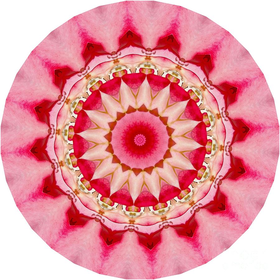 Pink Mandala Digital Art by Susan Rydberg