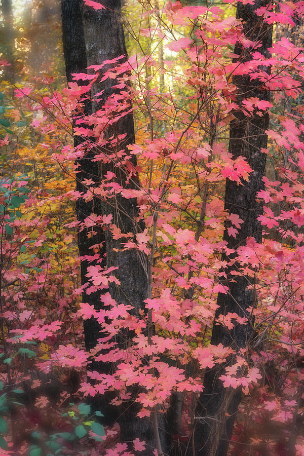Pink Maple Forest  Photograph by Saija Lehtonen