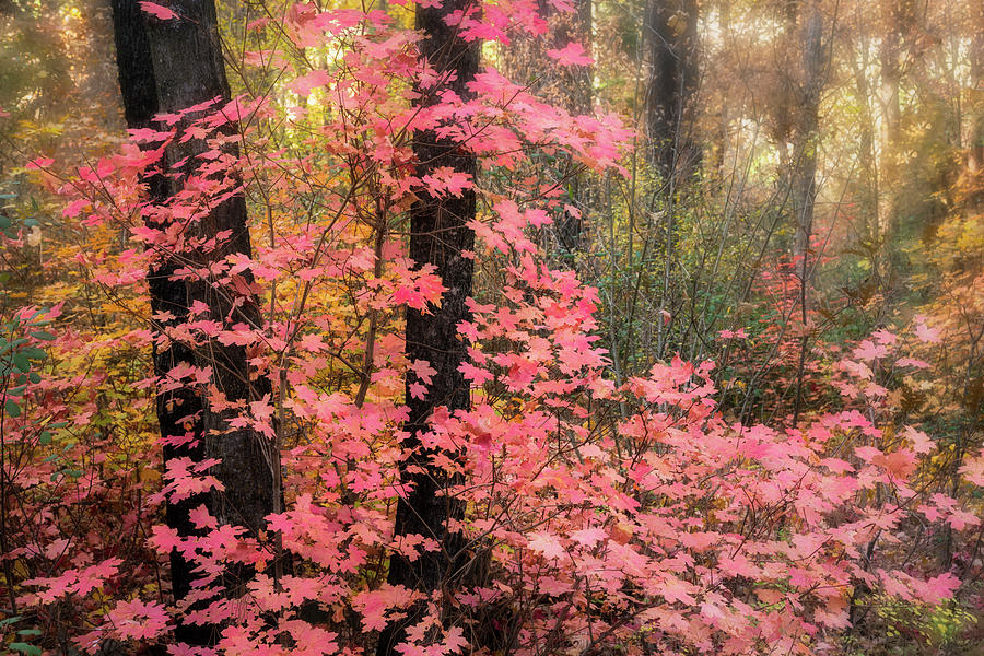 Pink Maple Morning  Photograph by Saija Lehtonen