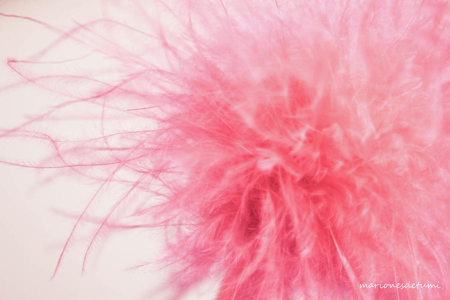 Pink Photograph by Maria Escoda