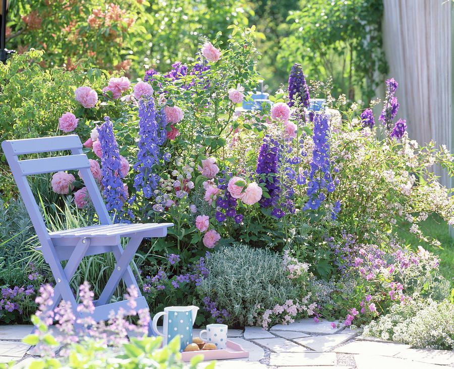 Pink 'mary Rose', Delphinium Magic Fountain Photograph by Friedrich ...