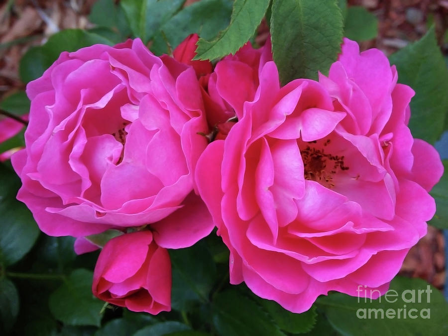 Pink May Roses Photograph by Jasna Dragun