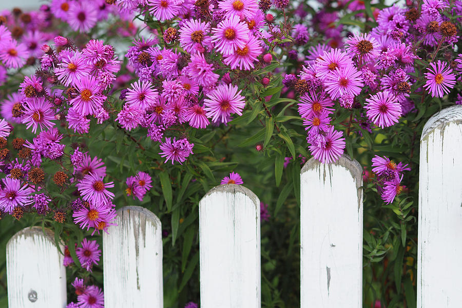 Fall Photograph - Pink Michaelmas Daisies Next To Garden Fence by Sonja Zelano