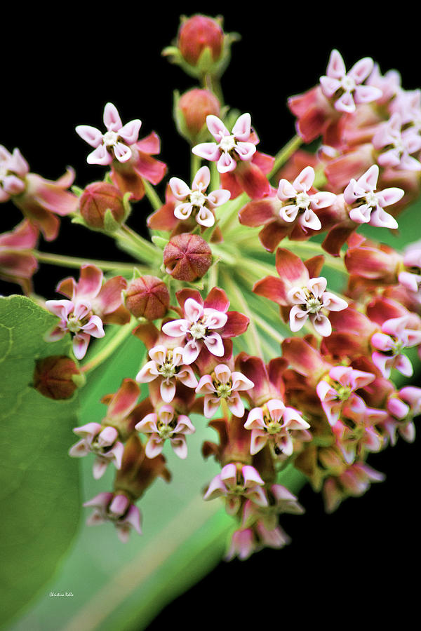 Pink Milkweed Flowers Photograph by Christina Rollo