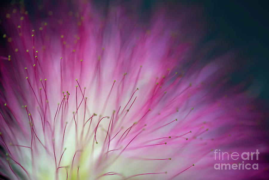 Pink mimosa tree flower Photograph by Delphimages Photo Creations