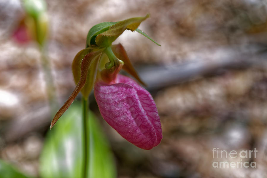 Pink Moccasin Flower Photograph