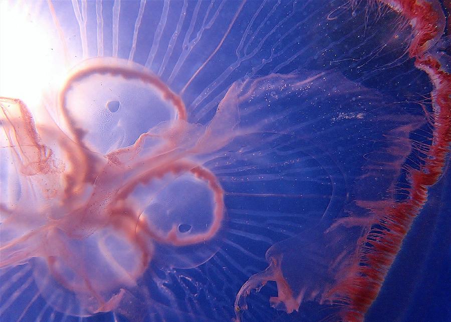 Pink Moon Jellyfish Photograph By Carol Mcgunagle