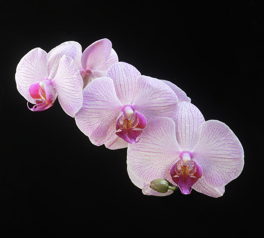 Pink Moth Orchids Phalaenopsis Hybrid Photograph by Rosemary Calvert