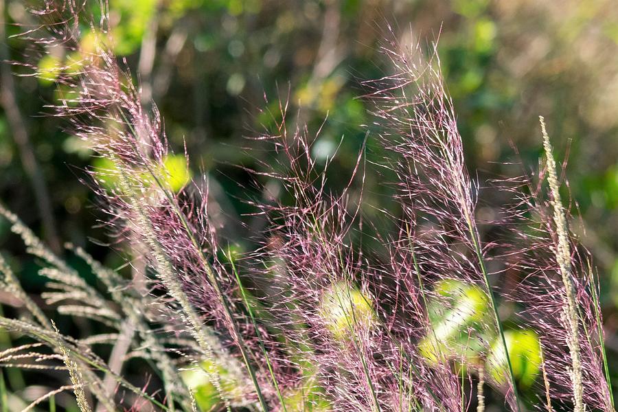 Pink Muhly Grass Photograph by Mary Ann Artz