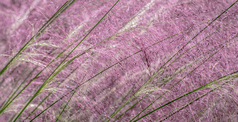 Pink Muhly Grass Photograph by Teresa Hughes - Fine Art America