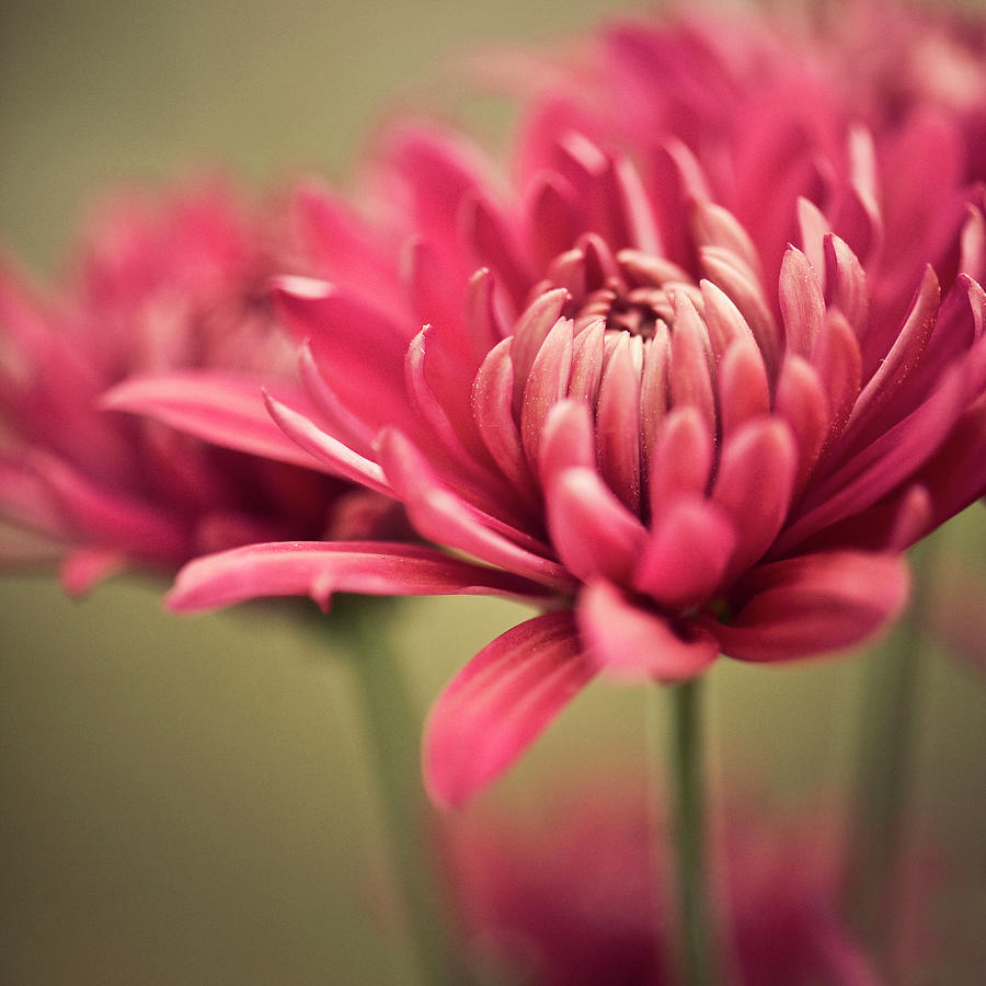 Pink Mum Flowers Photograph by Jody Trappe Photography